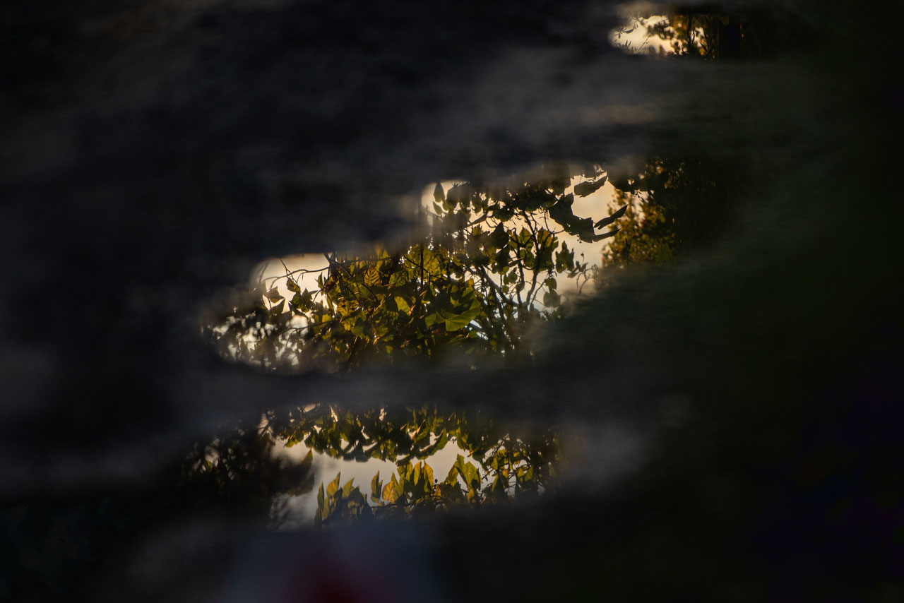 Reflexion von Blättern in einer dunklen Pfütze im Abendlicht, fragmentiert und geheimnisvoll.