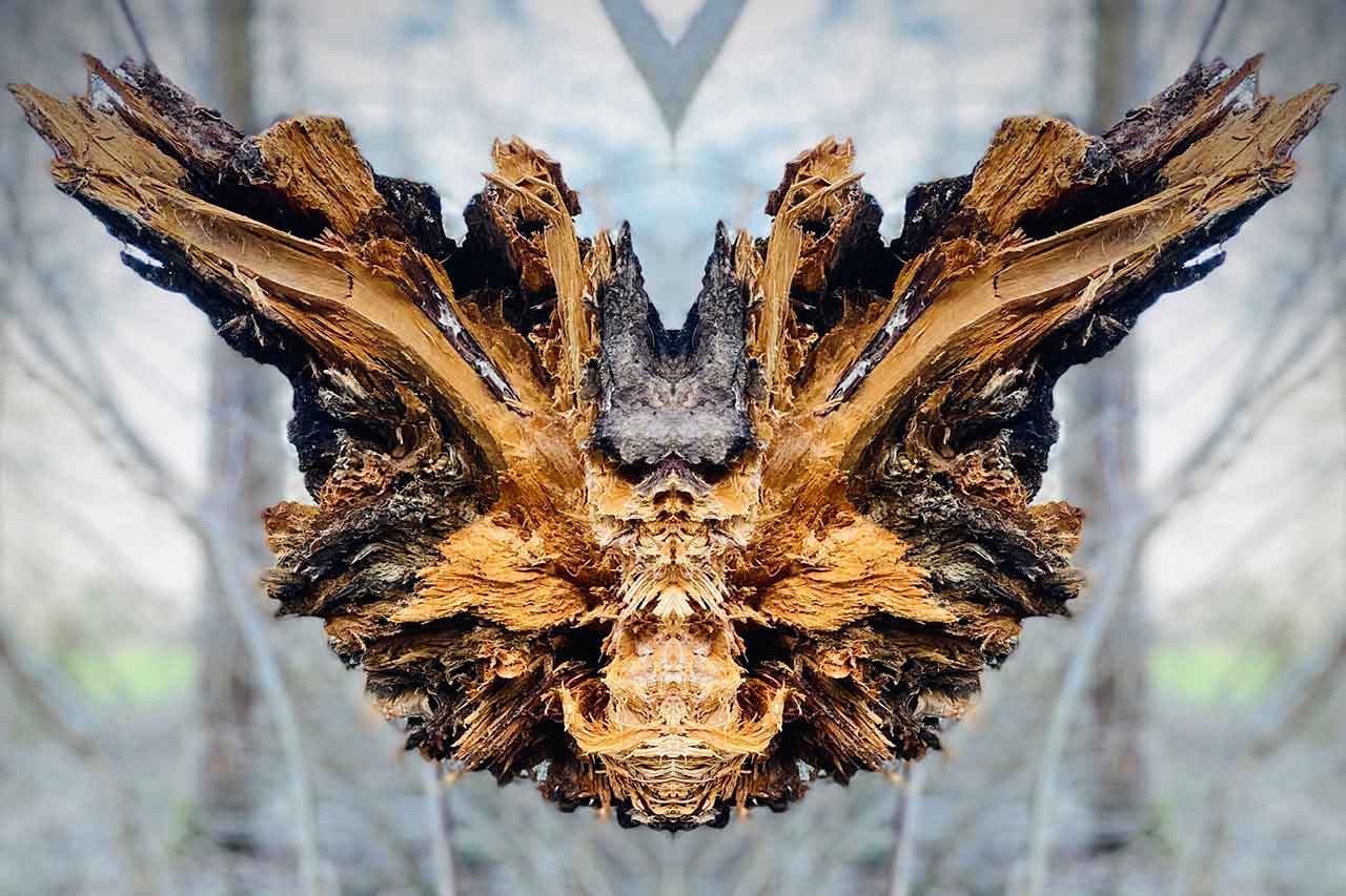 Symmetrisches Bild eines zersplitterten Holzstamms – wie eine Maske