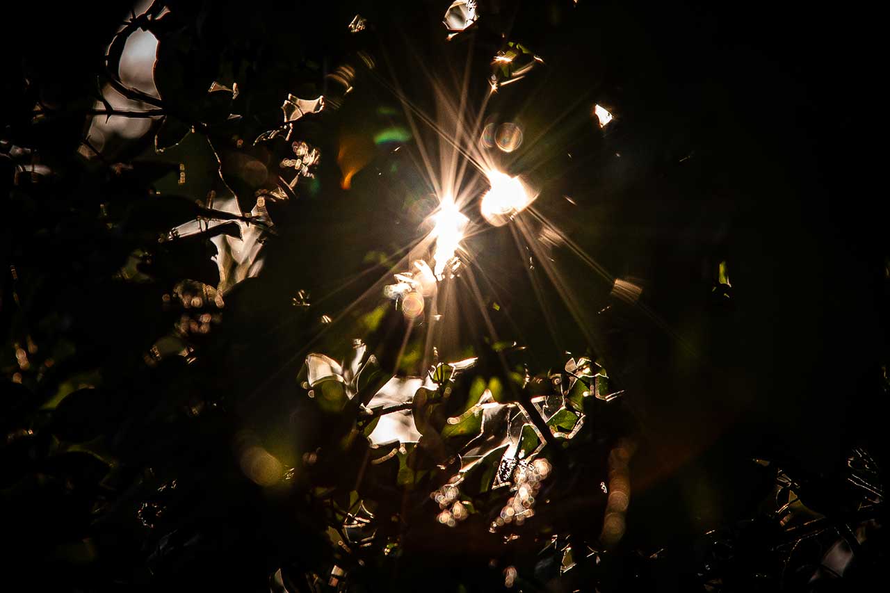 Lichtstrahlen durchbrechen dunkles Laub – ein symbolisches Bild für intuitives Erkennen im Verborgenen