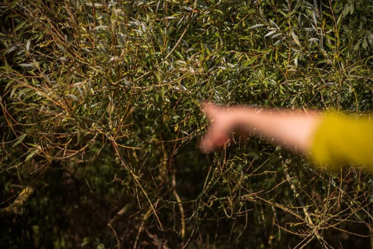 verschwommene hand vor einem dichten gewebe aus ästen – eine geste im zwischenraum