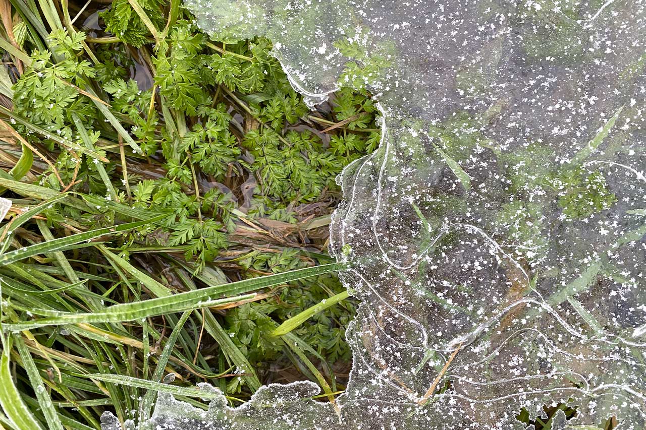 Gefrorene Eisschicht über grünem Gras – ein Sinnbild für Selbstschutz, der das Leben zurückhält.