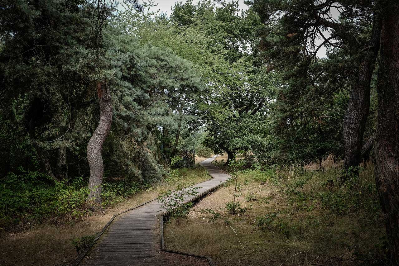 ein schmaler holzweg führt durch bäume in eine lichte öffnung