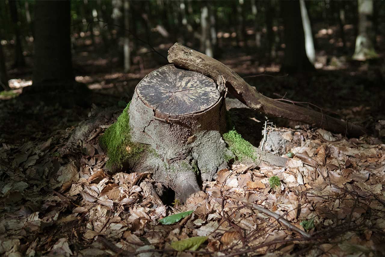 baumstumpf im wald, moos wächst, licht fällt sanft, boden bedeckt mit trockenem laub