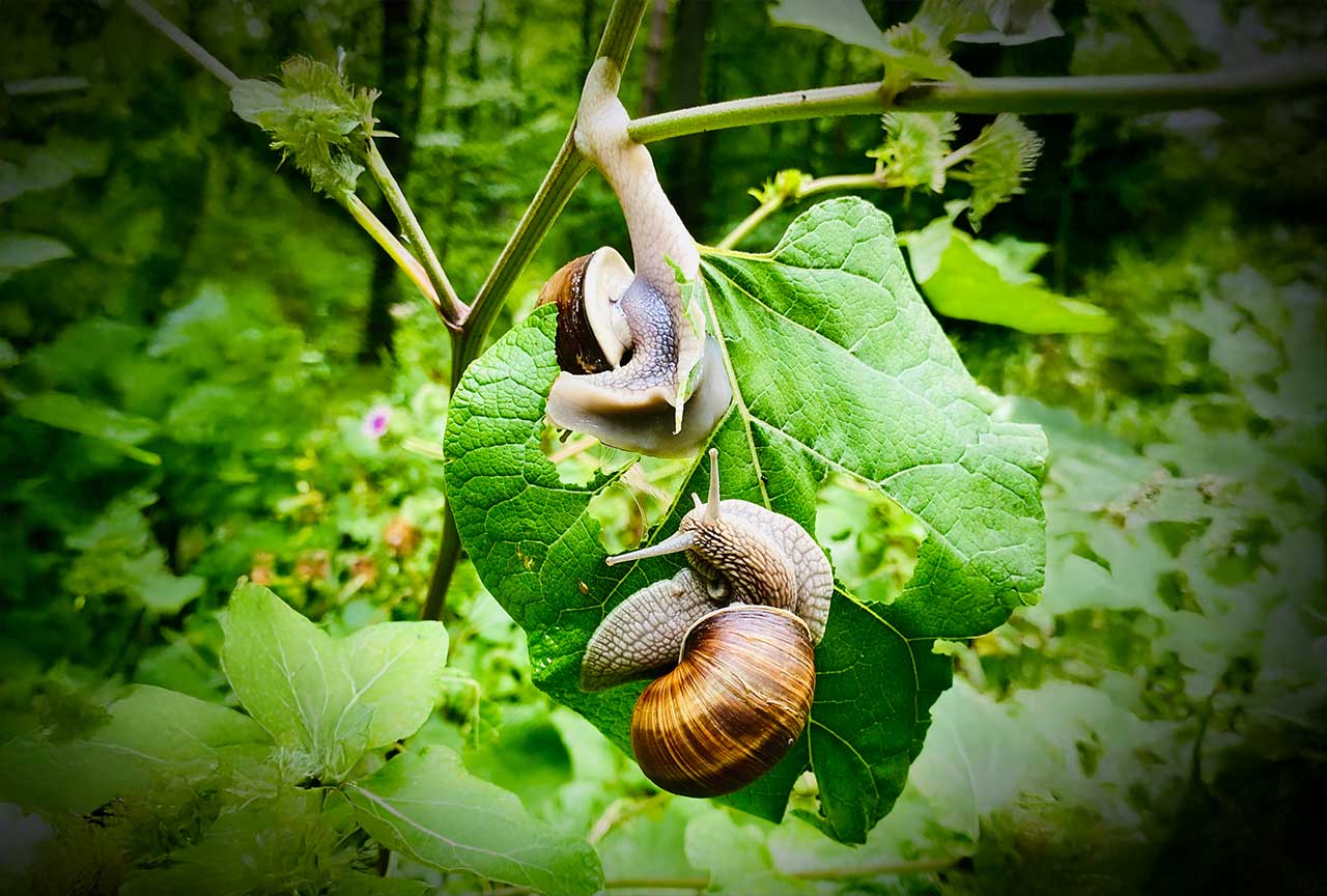 grüner grund