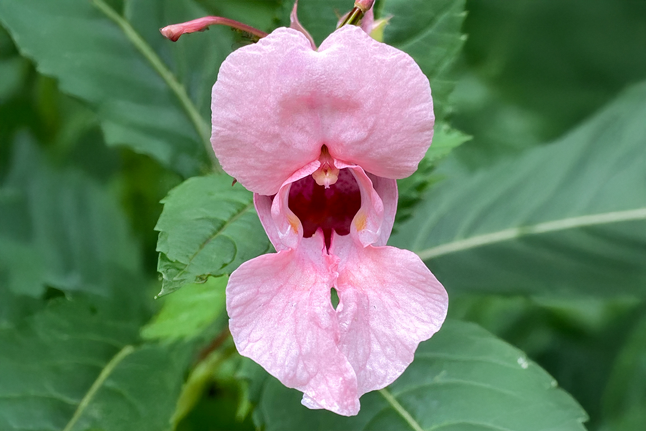 zarte rosa blüte frontal, offene mitte in dunklerem rot, weiches grün im hintergrund, ruhig und reduziert