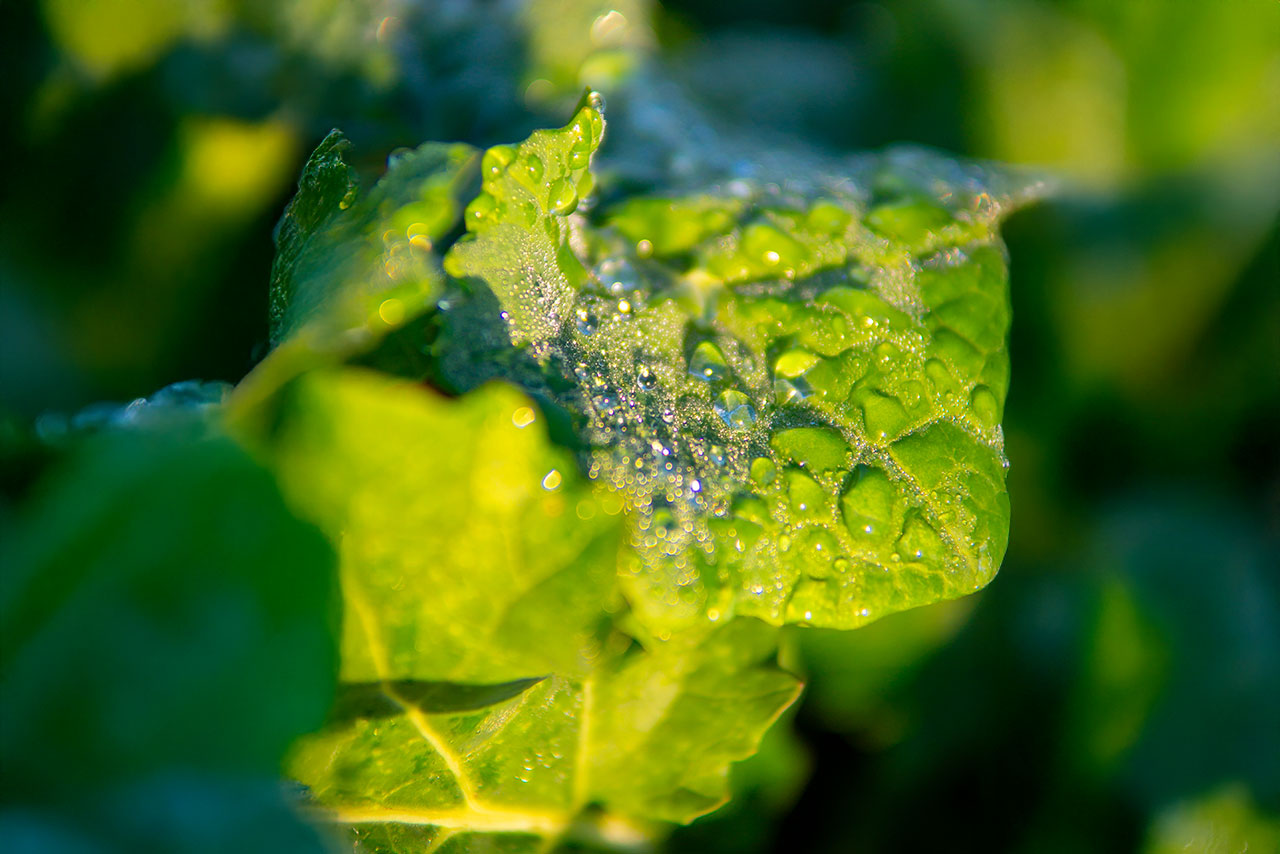 tau auf blatt im gegenlicht – grün im übergang